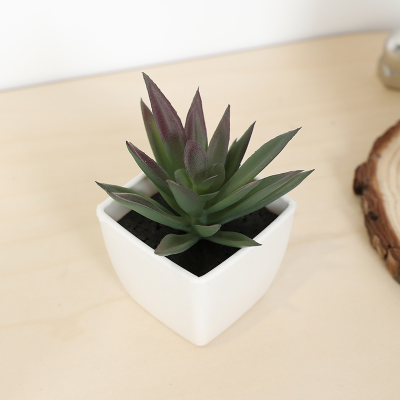 Bonsai Garden Accessories - Tanaman pot kecil cangkir peri sukulen
