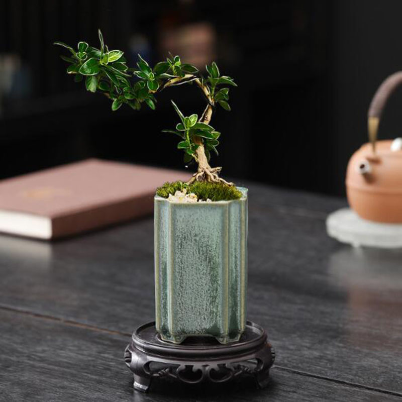 Porselen Persegi Celadon Mengk - Bonsai Garden Europe ulasan dan harga