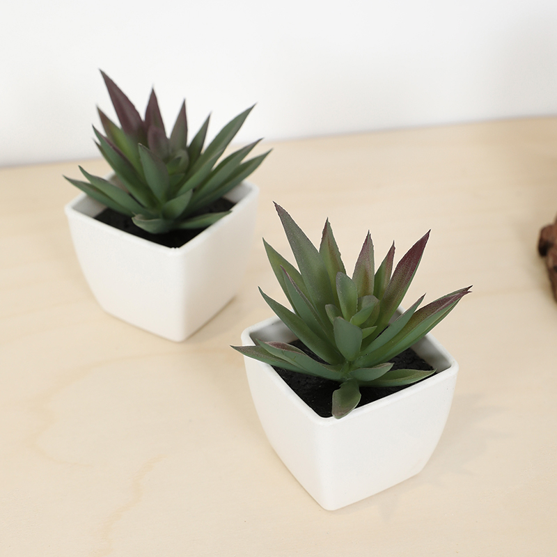 Tanaman pot kecil cangkir peri - Bonsai Garden Accessories ulasan dan harga